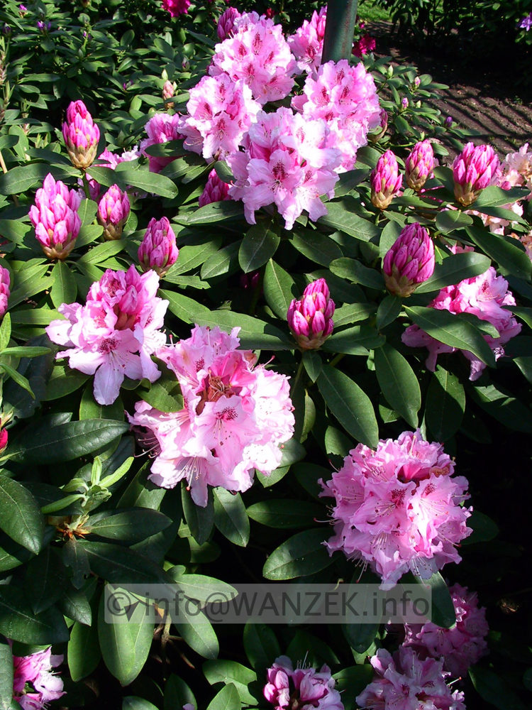 Rhododendron Albert Schweitzer.jpg